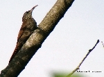 Dendrocolaptes picumnus