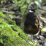 Odontophorus leucolaemus
