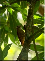 Margarornis rubiginosus