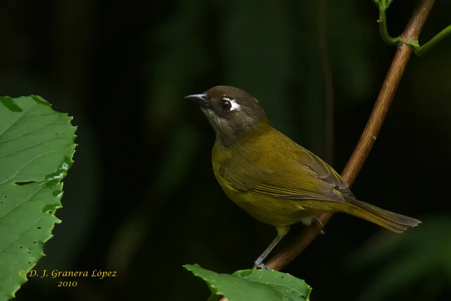 Tangara de monte orejuda
