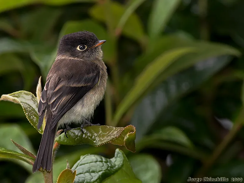 Mosquerito cabecinegro