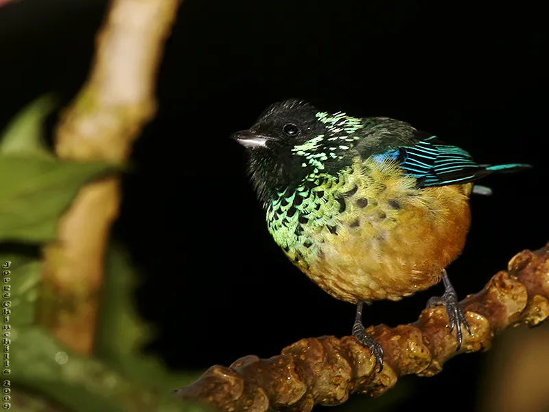 Tangara vientricastaña