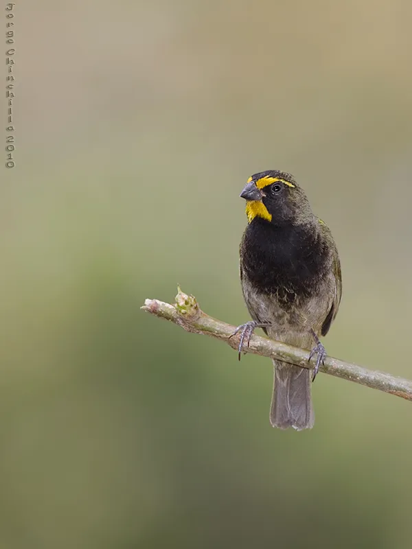 Gallito, semillerito cariamarillo