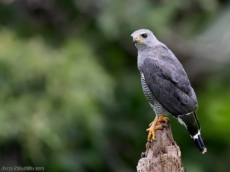 Gavilan, gavilan pollero, gavilan gris