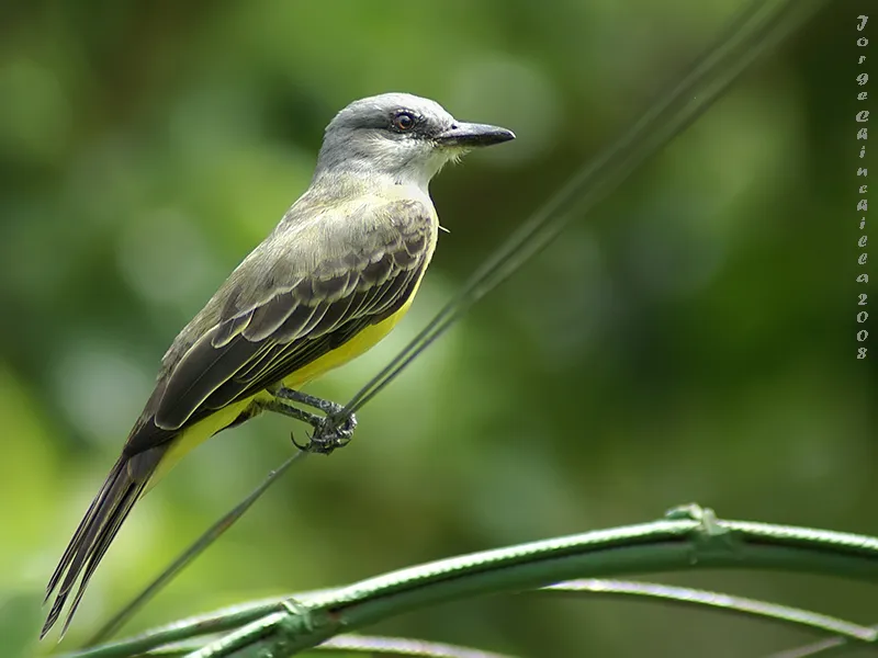 Pecho amarillo, tirano tropical