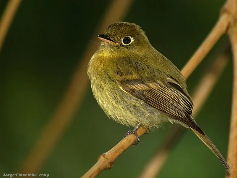 Mosquerito amarillento