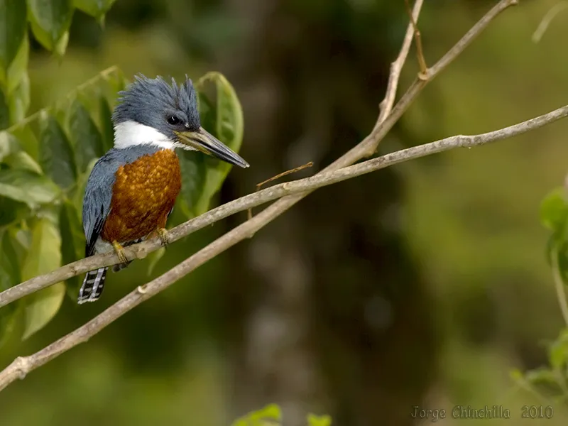 Martin pescador, martin pescador collarejo