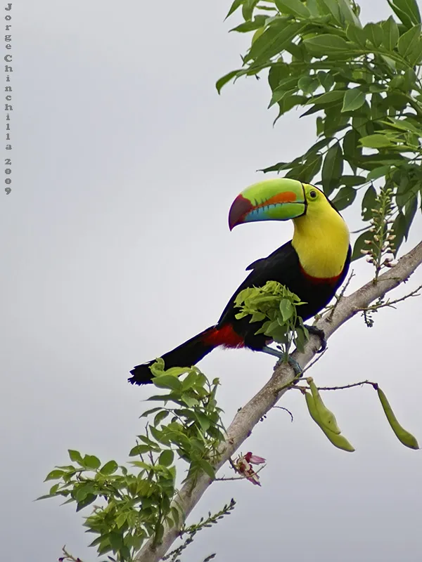 Curre negro, tucan, tucan pico iris