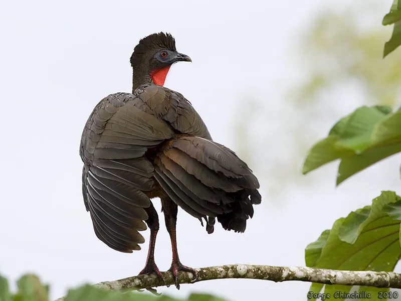 Pava, pava granadera, pava crestada