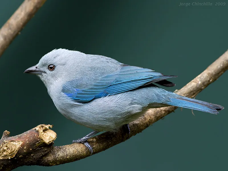 Viuda, tangara azuleja