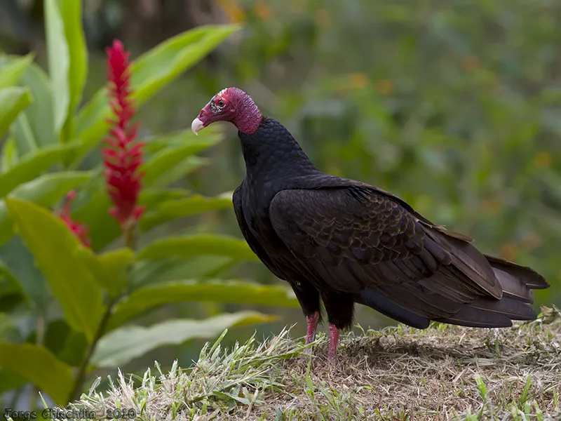 Noneca, viuda, zonchiche, zoncho, zopilote, zopilote cabecirrojo