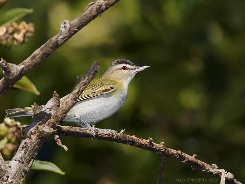 Vireo ojirrojo