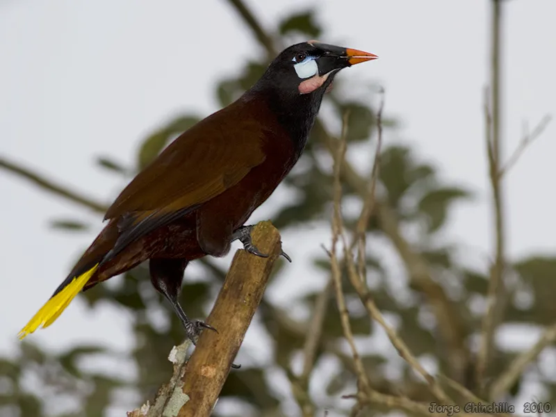 Oropendola, oropendula de Montezuma
