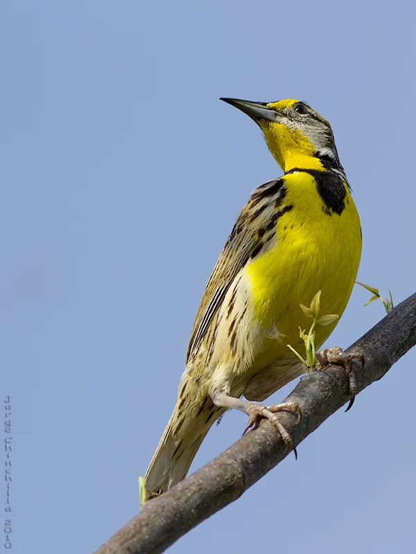 Carmelo, zacatera, zacatero comun