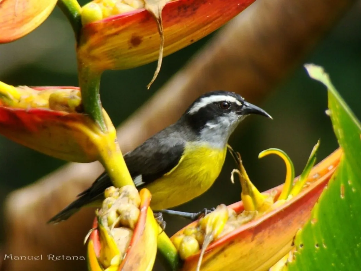 Pinchaflor, Santa Maria, Santa Marta, Reinita mielera