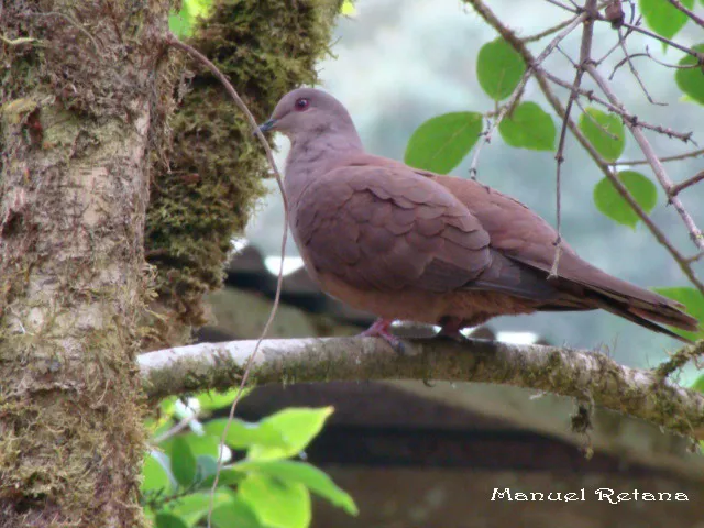 Morada, torcaza, paloma rojiza