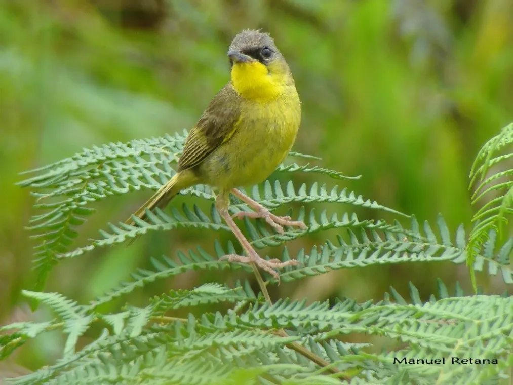 Antifacito coronigris