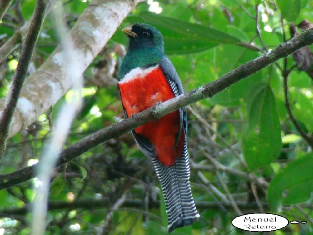 Quetzal macho, viuda roja, trogon collarejo