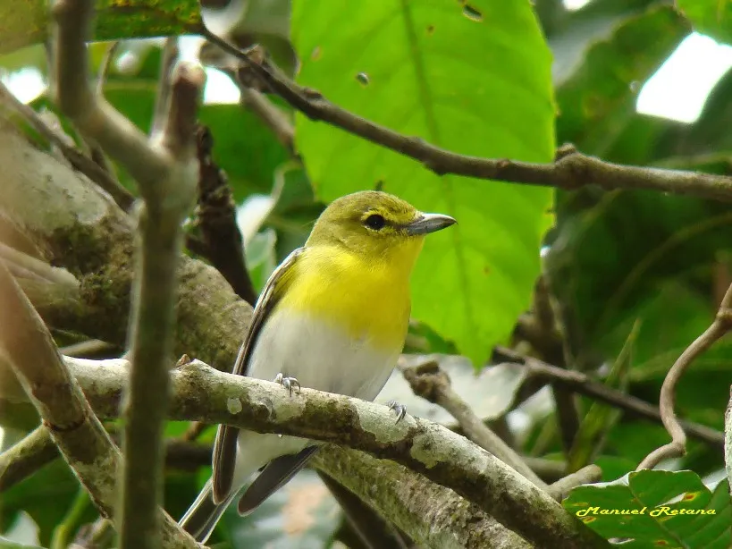 Vireo pechiamarillo