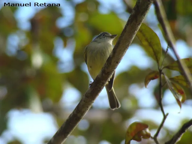 Piquiplano de anteojos
