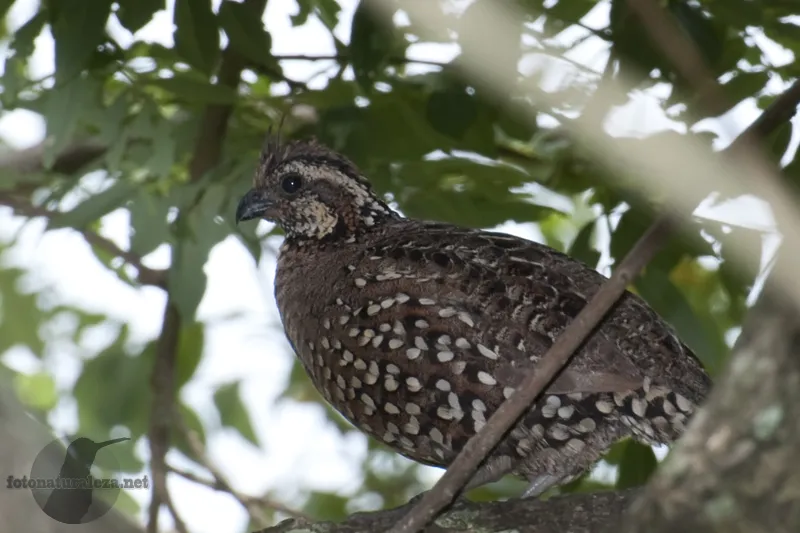 Codorniz crestada