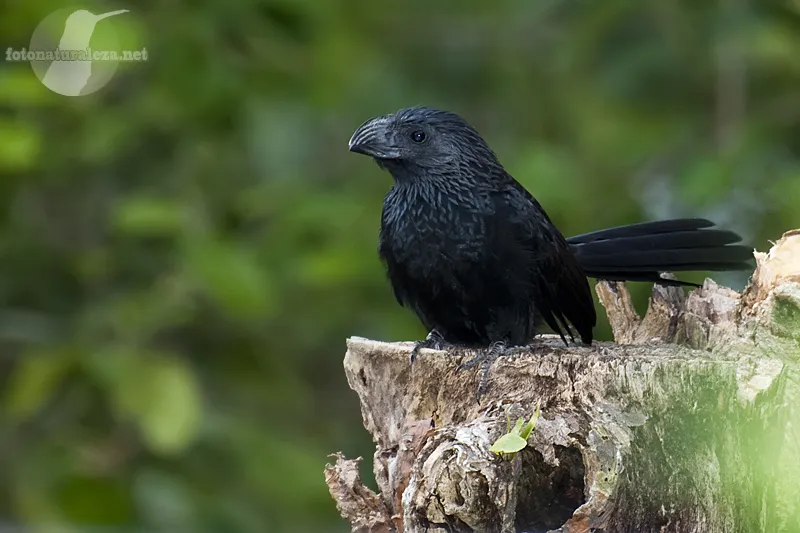 Tijo, tinco, zopilotillo, garrapatero piquiliso