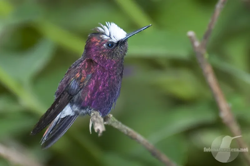 Colibri, gorrion, copete de nieve