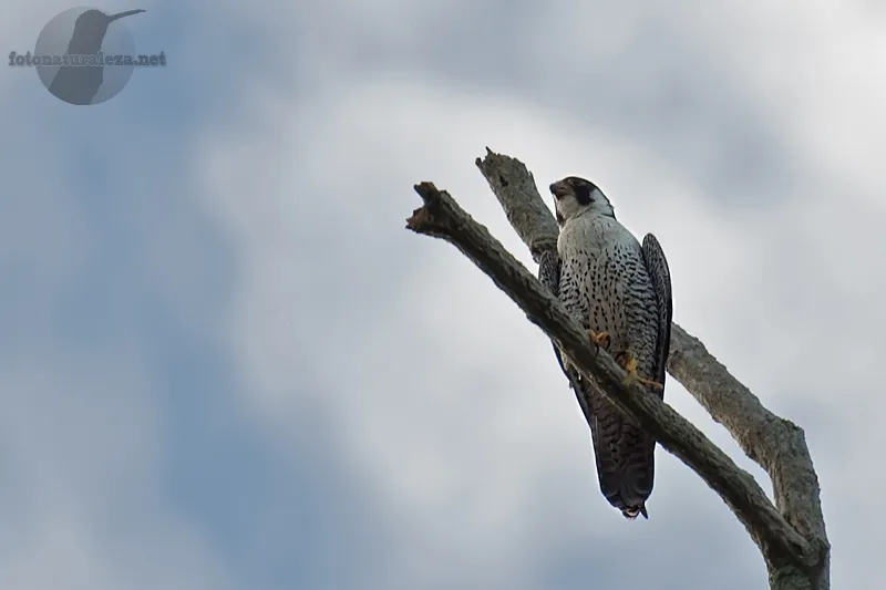 Halcon peregrino