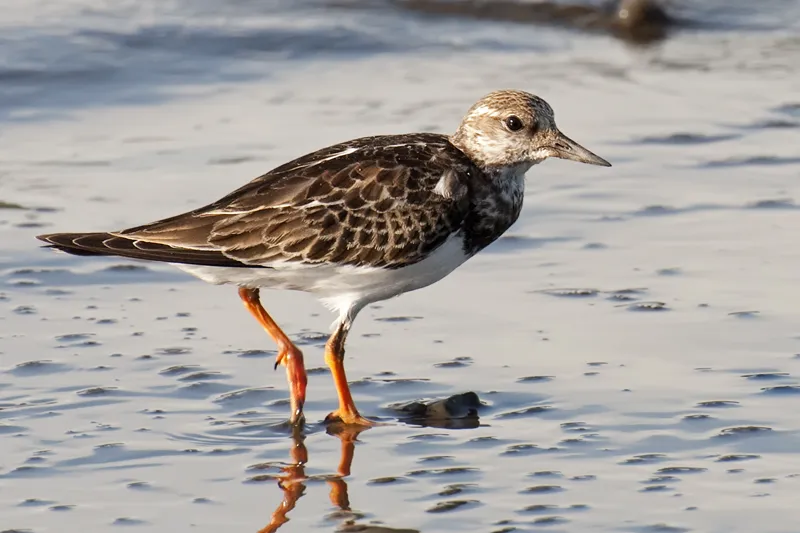 Vuelvepiedras rojizo