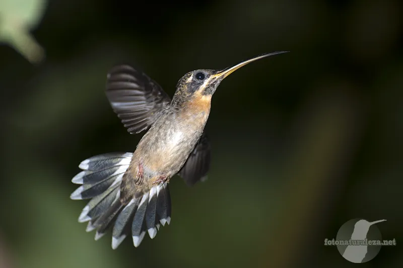Colibri, gorrion, ermitaño enano