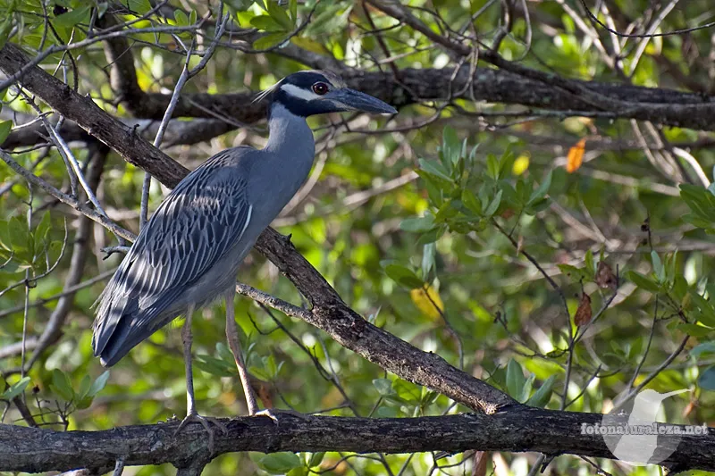 Martinete cabecipinto