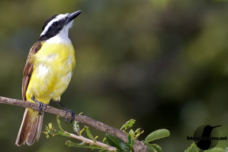 Cristofue, pecho amarillo, bienteveo grande