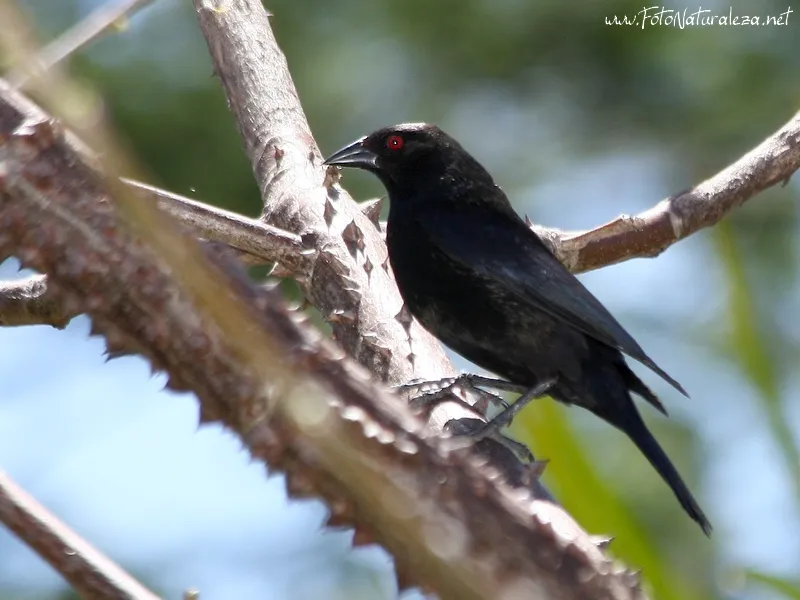 Pius, vaquero ojirrojo