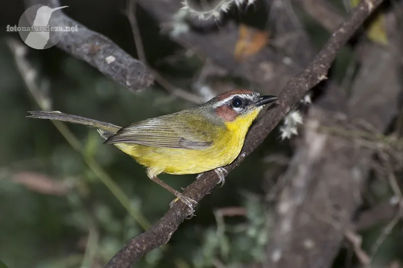 Reinita cabecicastaña, reinita de cafetal