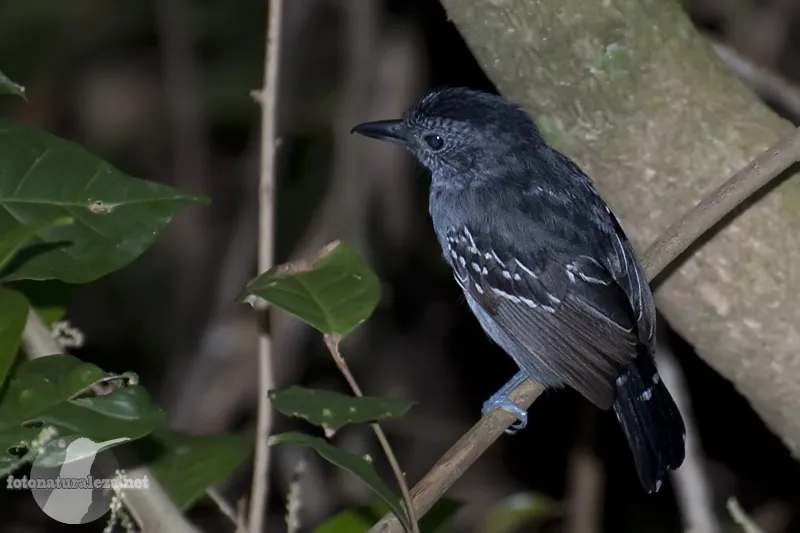 Hormiguerito flanquiblanco