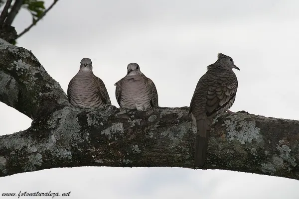San Juan, tortolita colilarga