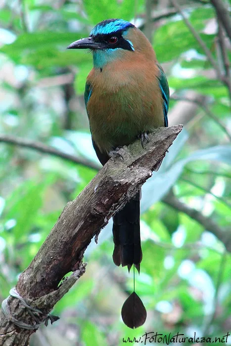 Bobo, pajaro bobo, momoto comun