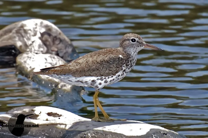 Alzacolita, piririza, tigüiza, andarrios maculado