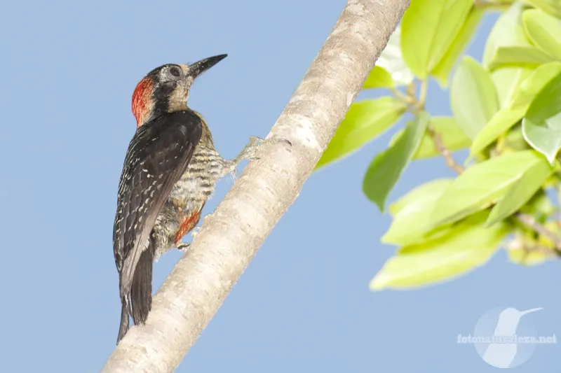 Carpintero, pajaro carpintero, carpinterito carinegro