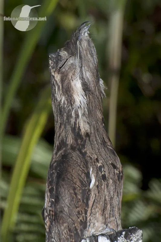 Pajaro estaca, pajaro palo, nictibio comun