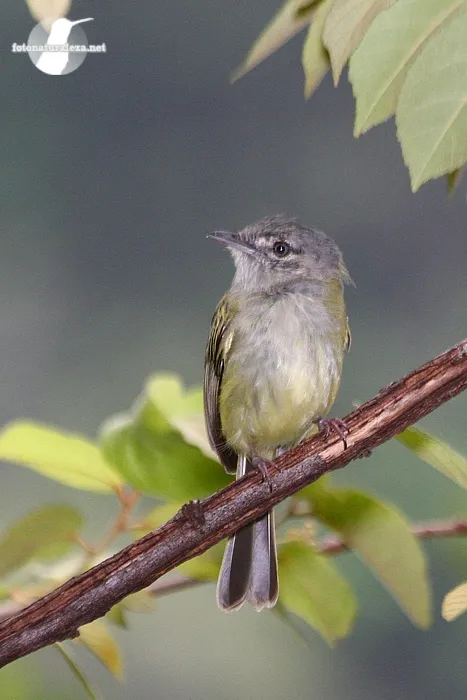 Espatulilla cabecigris