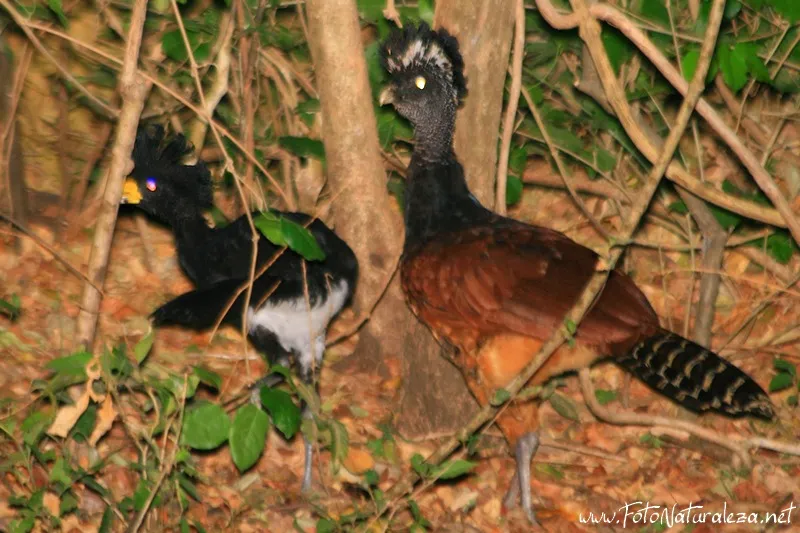 Granadera, pavon, pavon grande