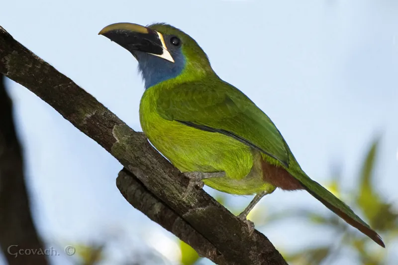 Curre, curre verde, tucancillo verde, tucan