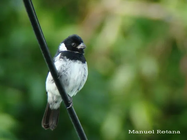 Setillero garganta negra, setillero de laguna, espiguero