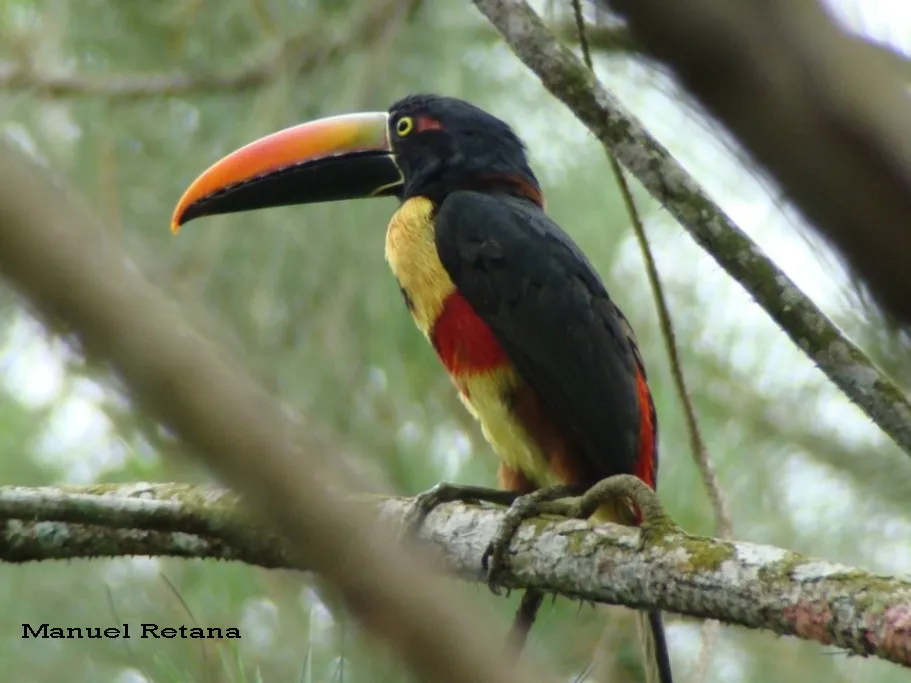 Cusingo, fili, tucan, tucancillo, tucancillo piquianaranjado
