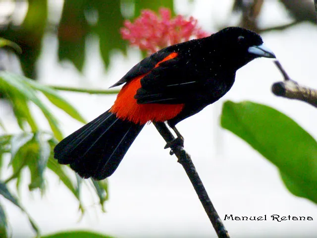 Rabadilla, rabadilla tinta, sangre de toro, sargento, terciopelo, tangara lomiescarlata