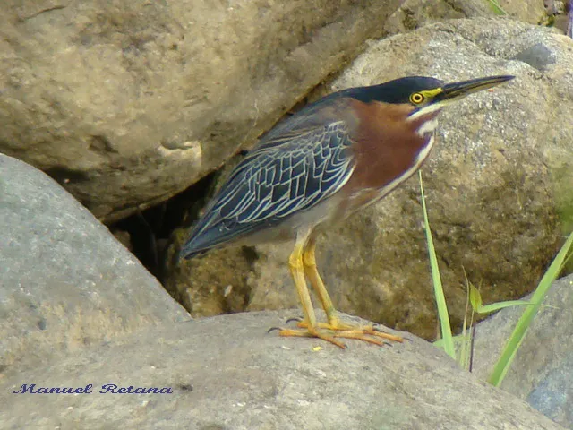 Chocuaco, martin peña, garcilla verde