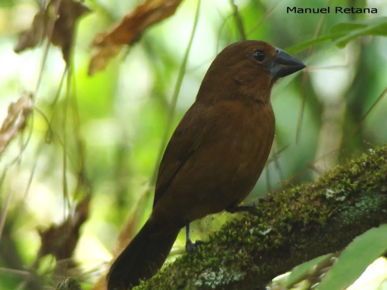 Picogrueso negro azulado