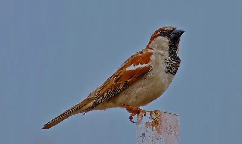 Setillero, gorrion comun