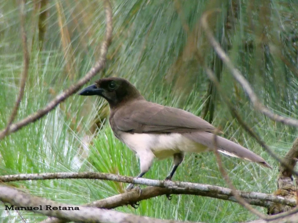 Piapia, urraca parda